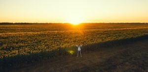 Travelling man with drone enjoying life and freedom at the sunflower land at sunset.