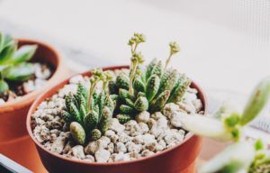 Beautiful close up of an exotic succulent plant